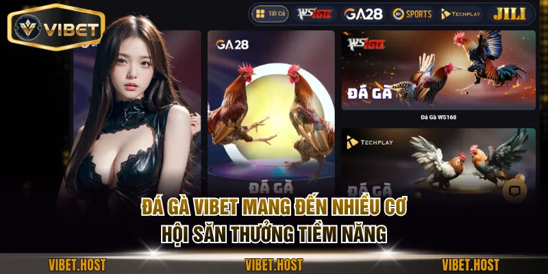 Đá gà VIBET mang đến nhiều cơ hội săn thưởng tiềm năng
